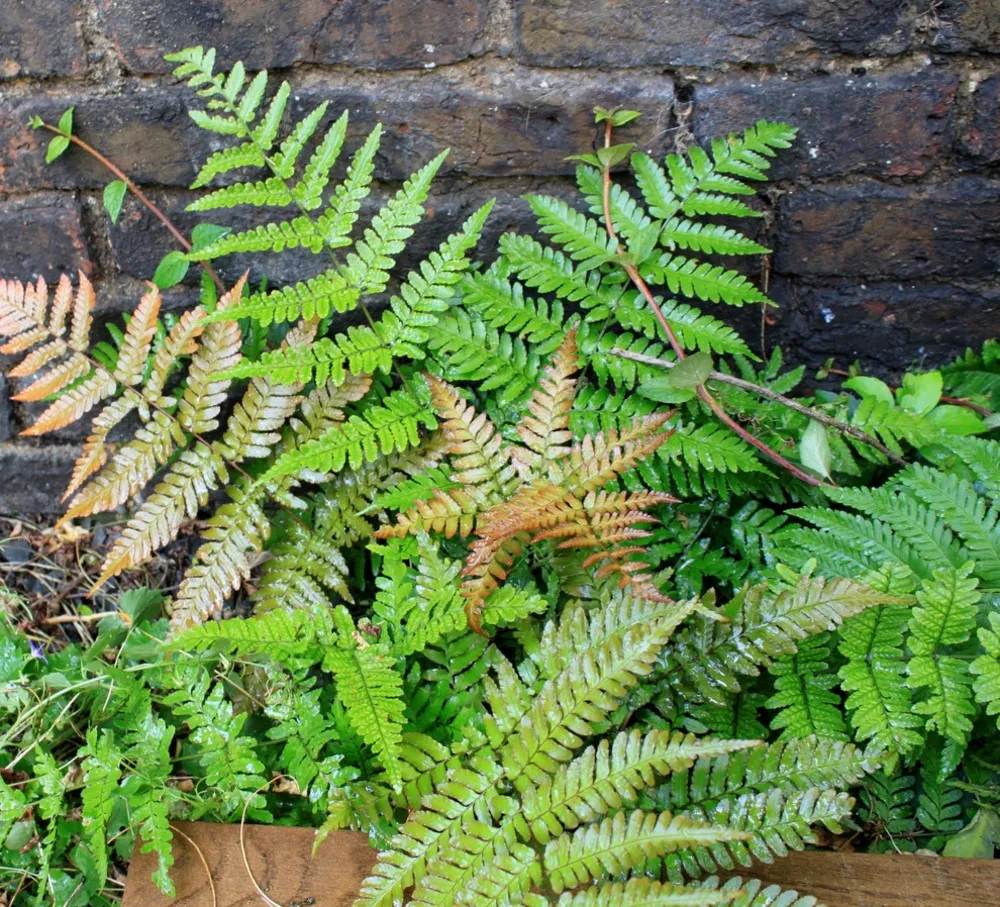 Hampstead walled garden