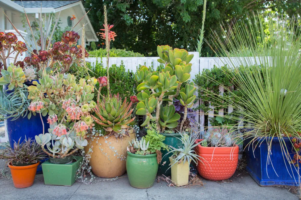 My Servista: un'oasi tropicale ispirata ai viaggi in California