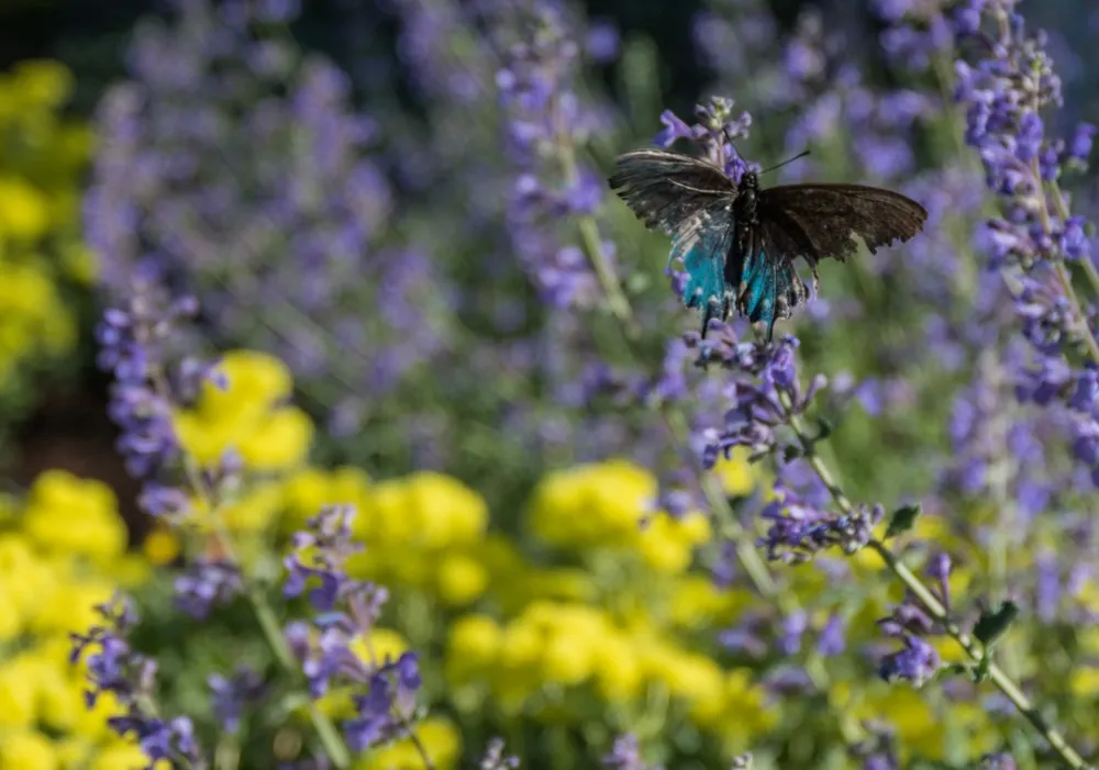 Vögel, Bienen & Schmetterlinge