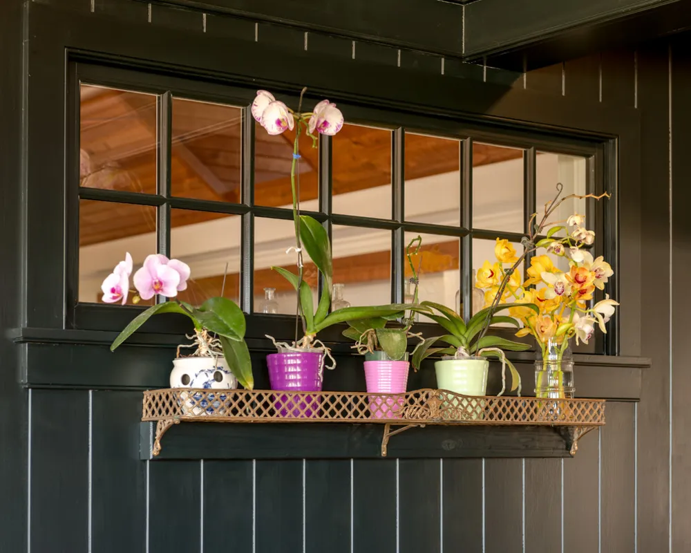 Växthus | Doylestown, PA