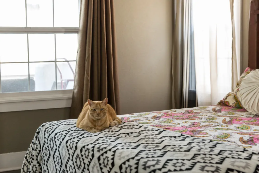 My Servista: cultura e arte in un artigiano aggiornato del 1924 a Oakland