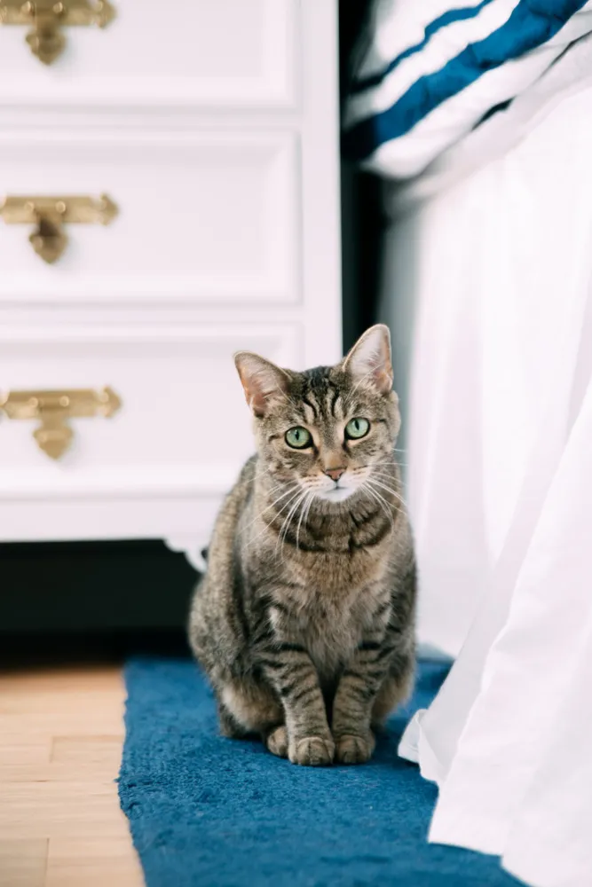 My Servista: mobili multiuso in un accogliente appartamento in centro a D.C.