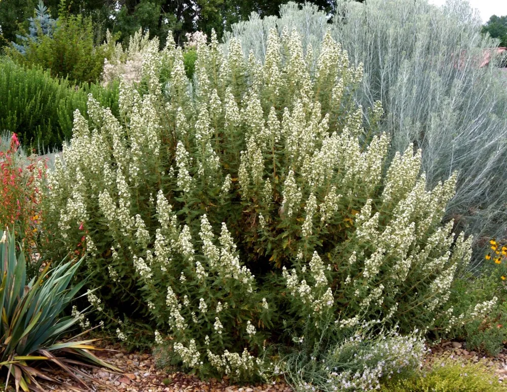 Fernbush