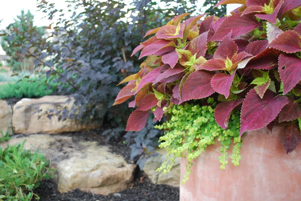 BSR-projekt återbesökt 8 månader senare. Av Sifford Garden Design