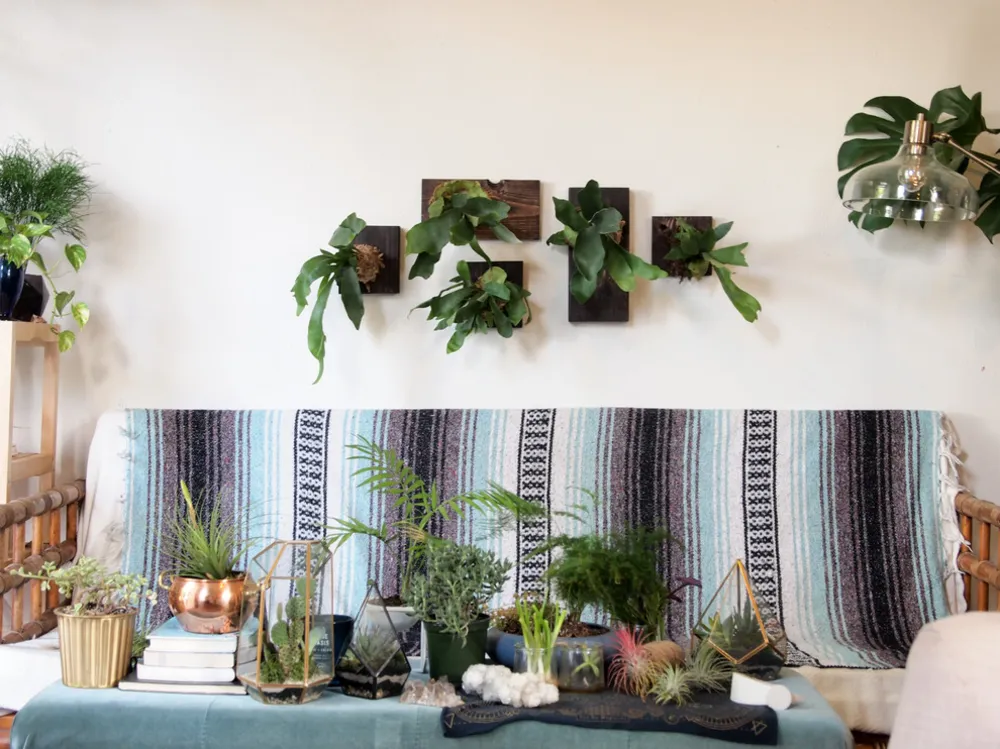 DIY: Mounted Staghorn Fern