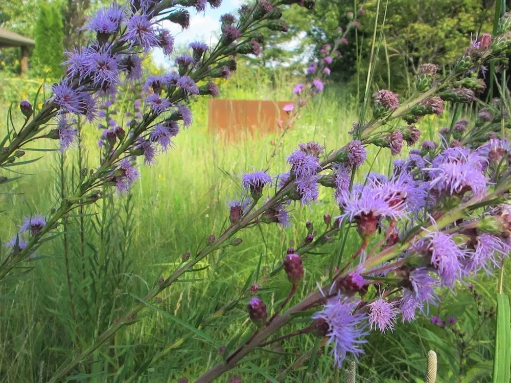 Suburban Backyard Meadow