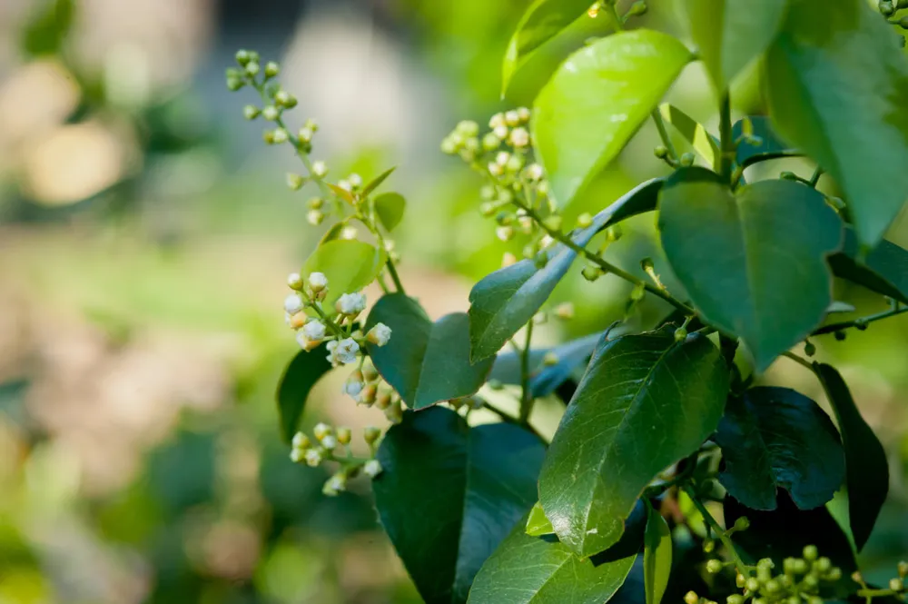 Siepe di ciliegio Catalina