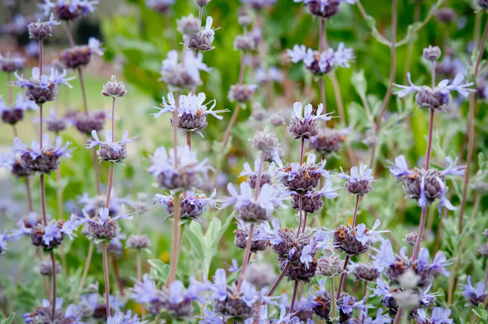 Kokulu Salvia Clevelandii