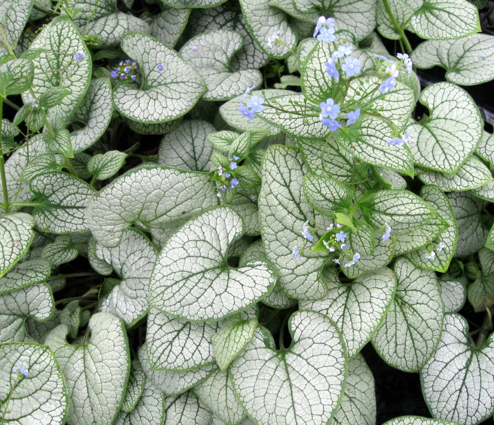 Brunnera Silver Heart