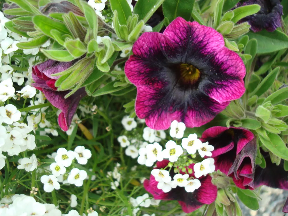 Havearbejde med Confidence® Blackberry Punch.JPG