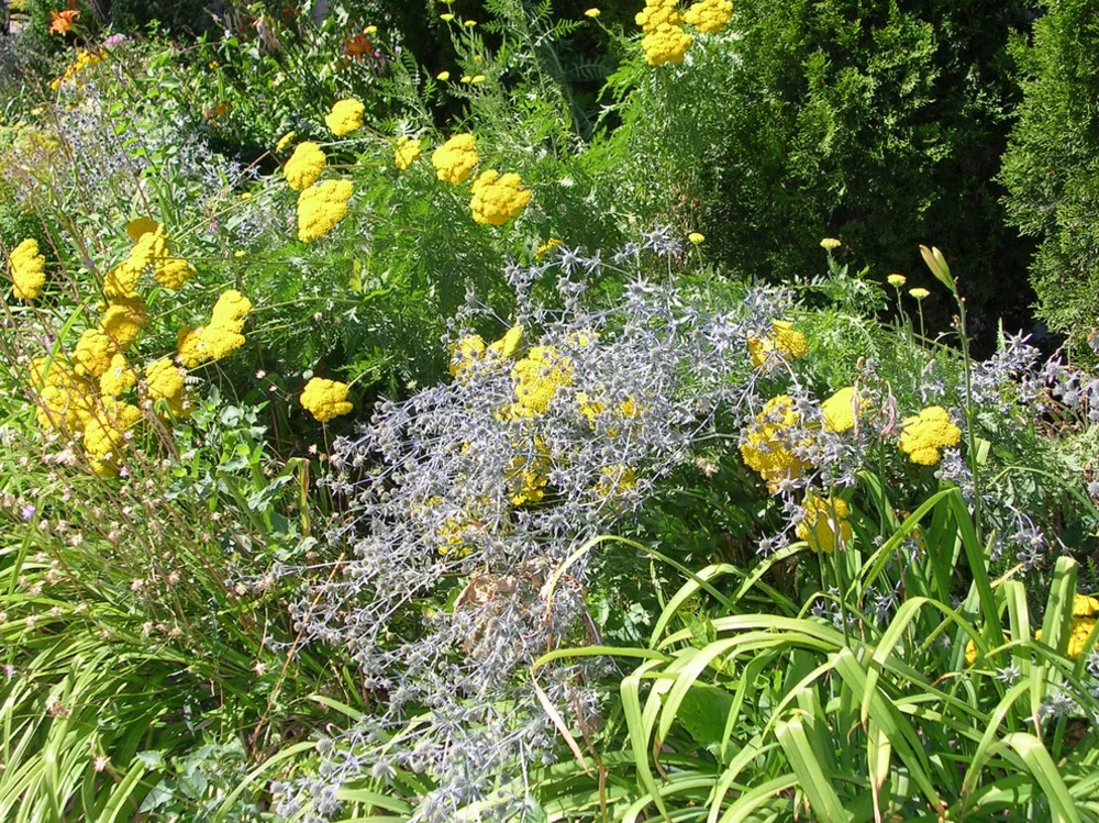 blandet sommergrænse