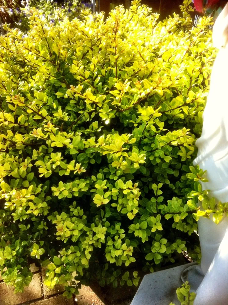 Ilex crenata 'Golden Gem'