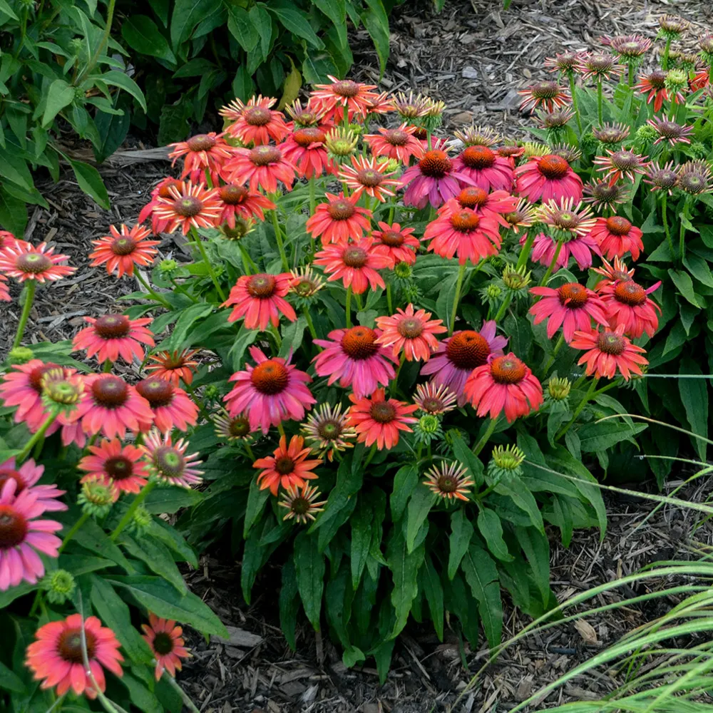 Lakota™ Santa Fe Coneflower
