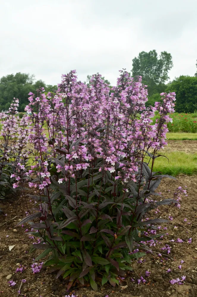 'Midnight Masquerade' Beardtongue