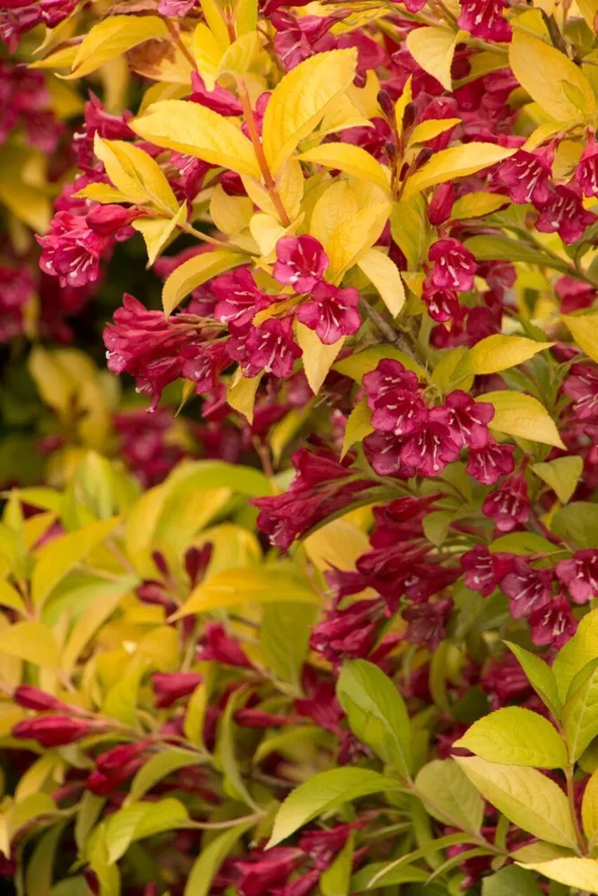 Golden Jackpot® Weigela