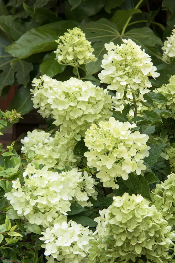 Candy Apple™ Hortensia