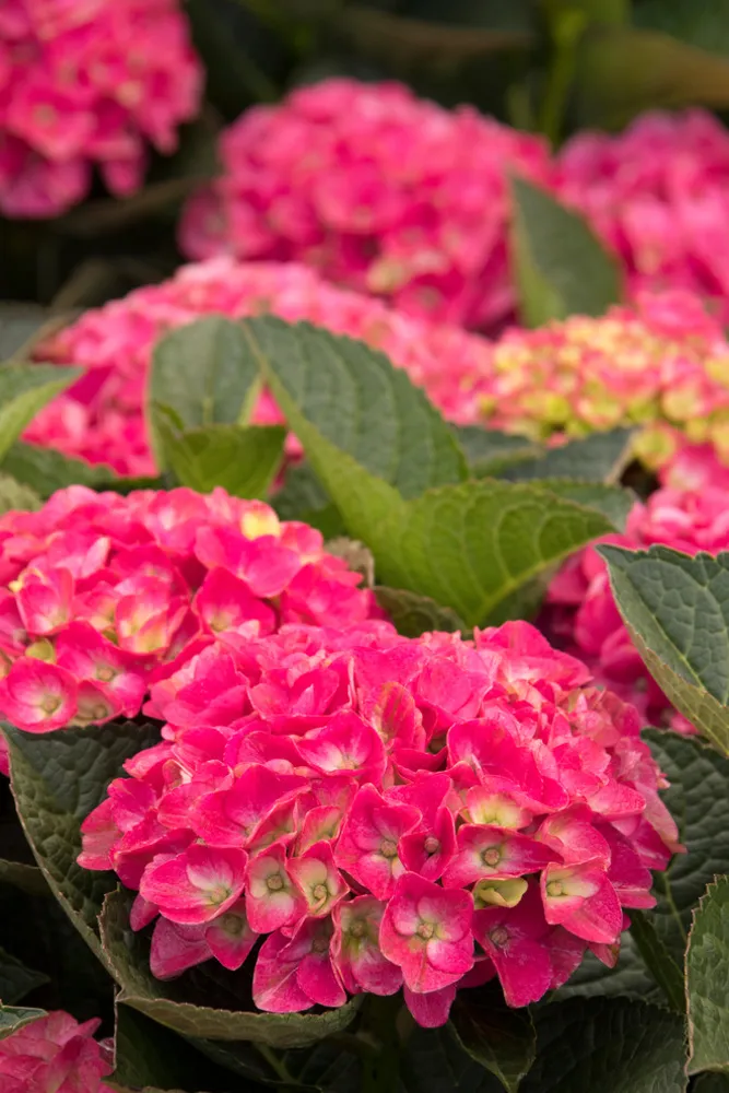 Seaside Serenade® Martha's Vineyard Hydrangea