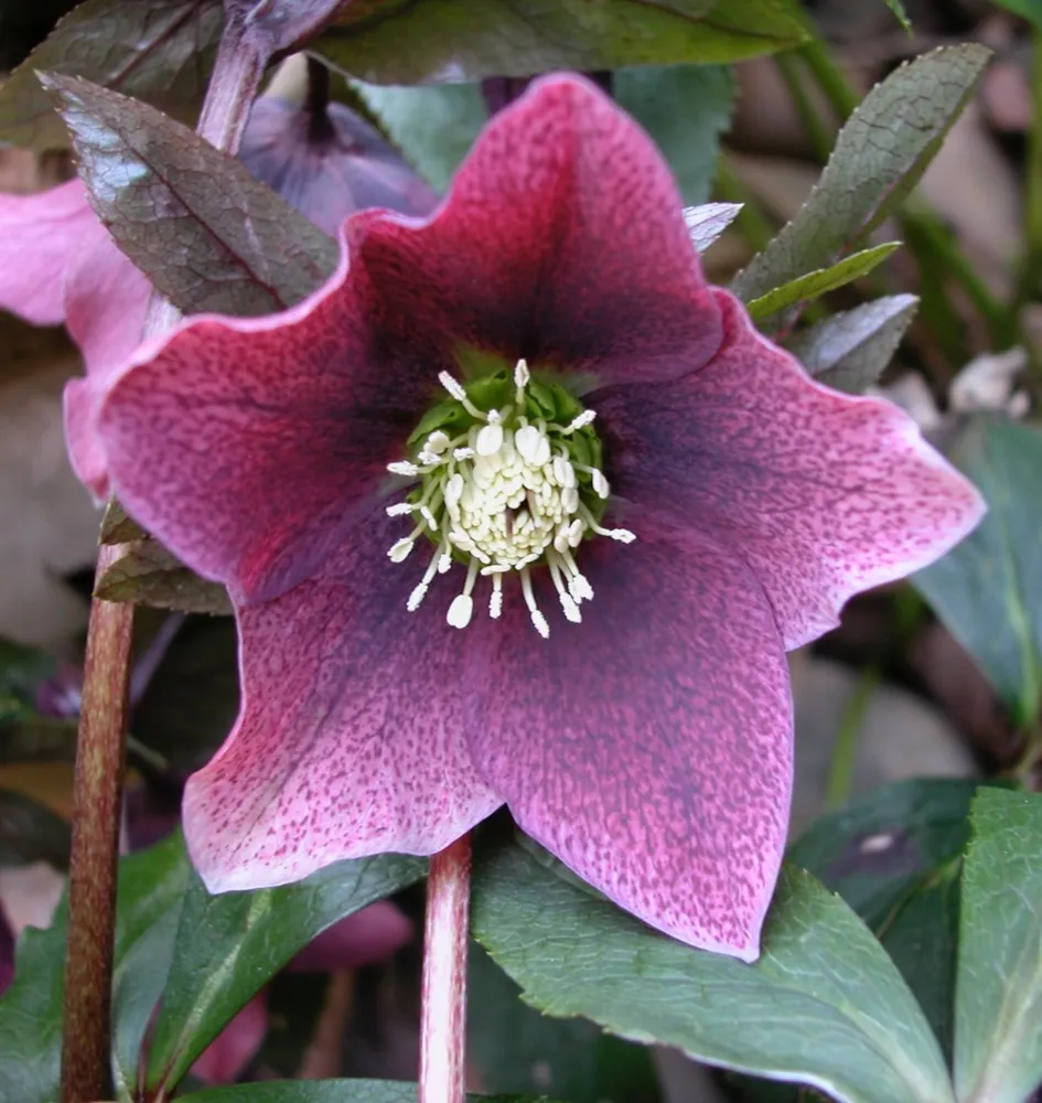 Formalnie nieformalny