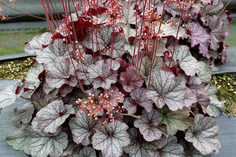 Heuchera NORTHERN EXPOSURE™ Silver