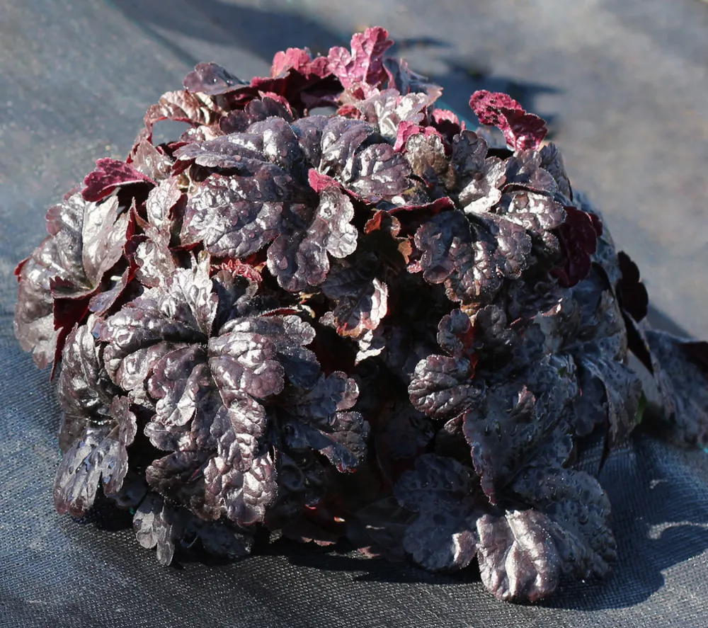 Heucherella 'Onyx'