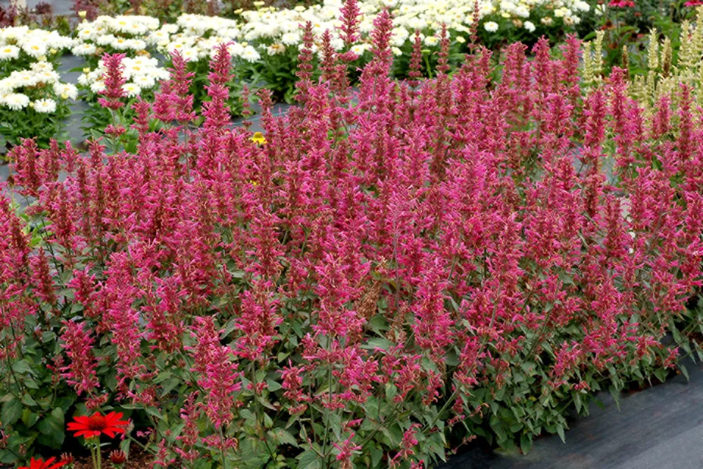 Agastache 'Morello'