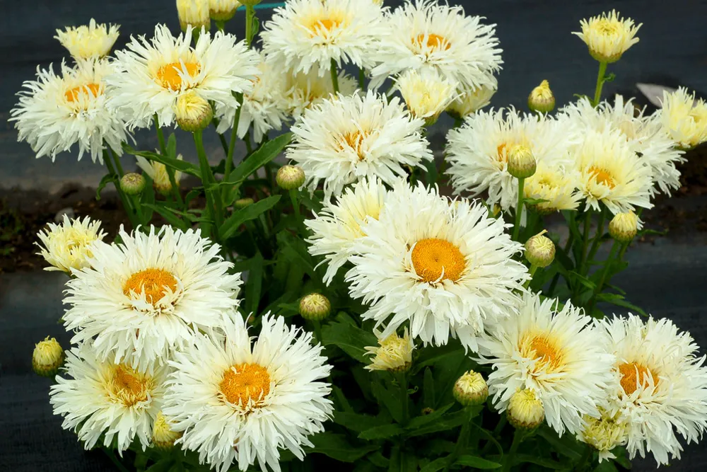Leucanthemum 'Coconut'