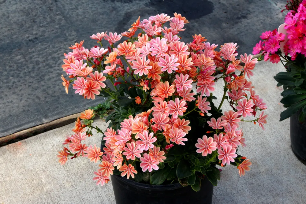Lewisia CONSTANT™ Coral