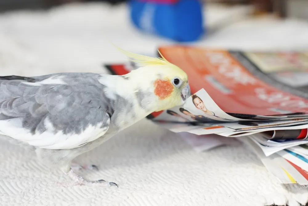 Pet's Place: Bink & Screech