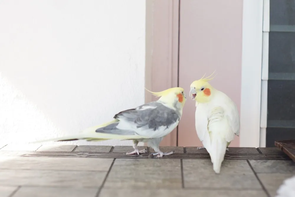 Pet's Place: Bink & Screech