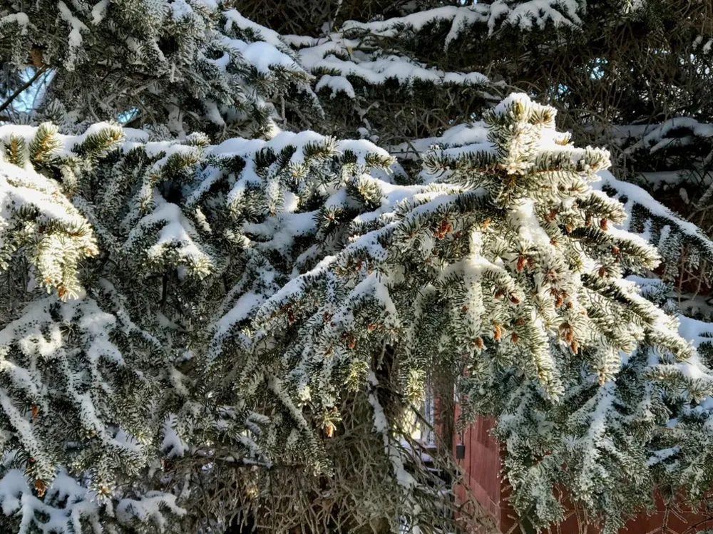 Yaban Hayatı Bahçenizi Nasıl Görür