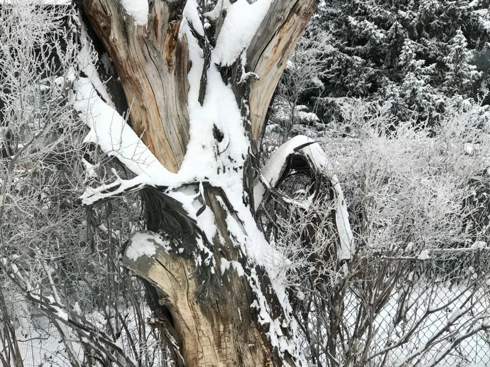 Yaban Hayatı Bahçenizi Nasıl Görür