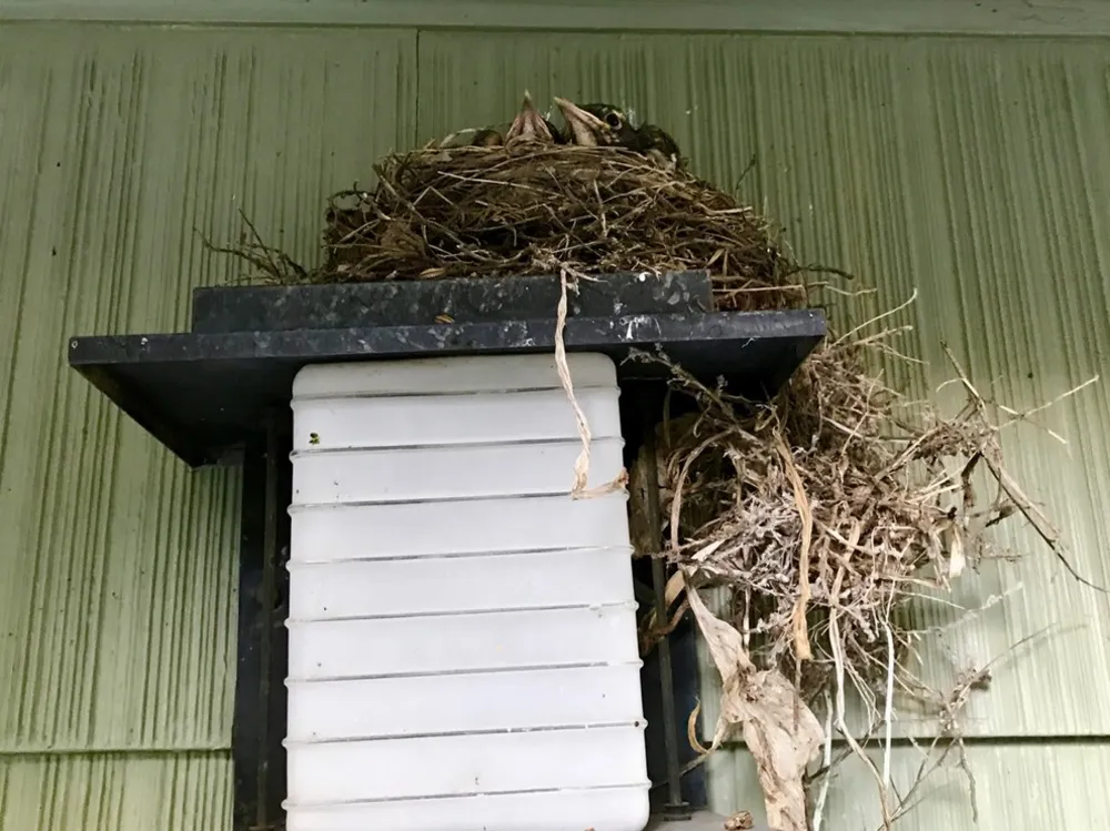 Yaban Hayatı Bahçenizi Nasıl Görür
