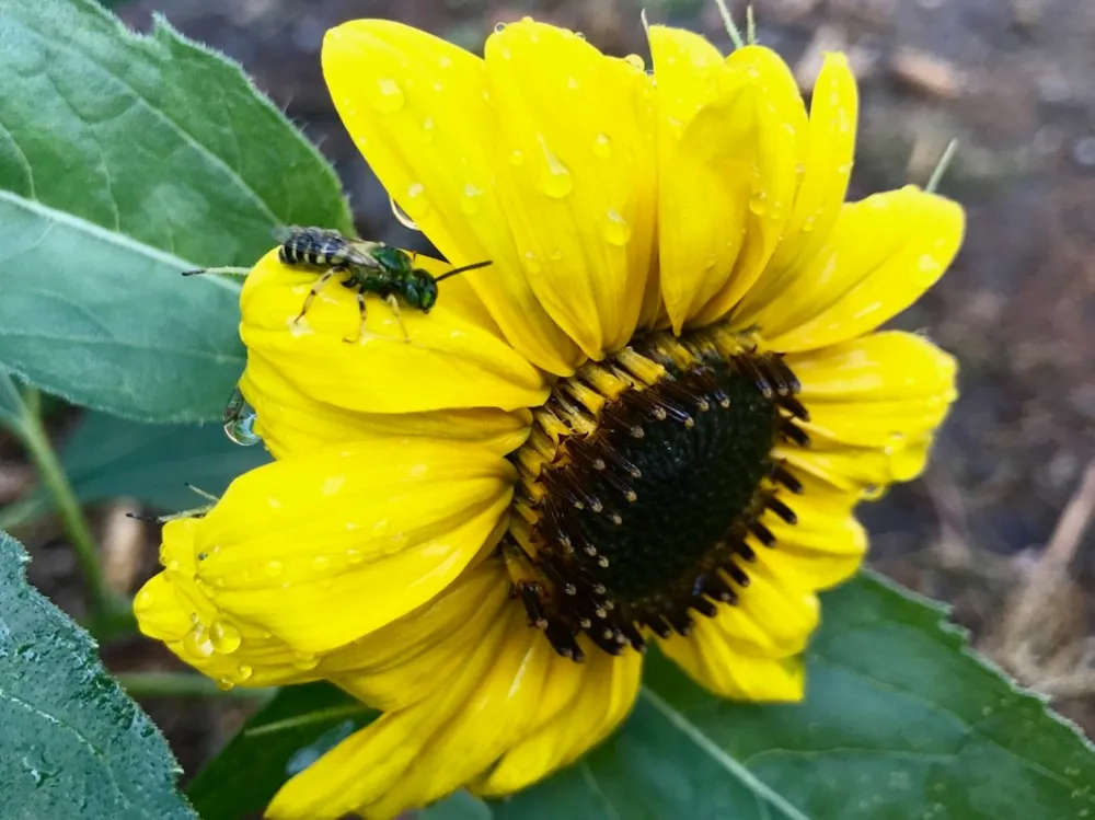 Yaban Hayatı Bahçenizi Nasıl Görür