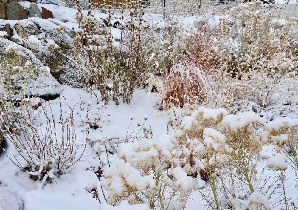 Yaban Hayatı Bahçenizi Nasıl Görür (Birinci Bölüm: Korunma ve Barınak)