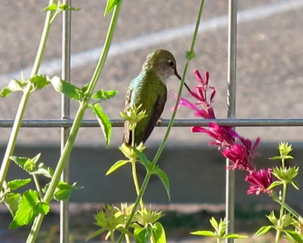 Hur vilda djur ser din trädgård (del 2, mat)