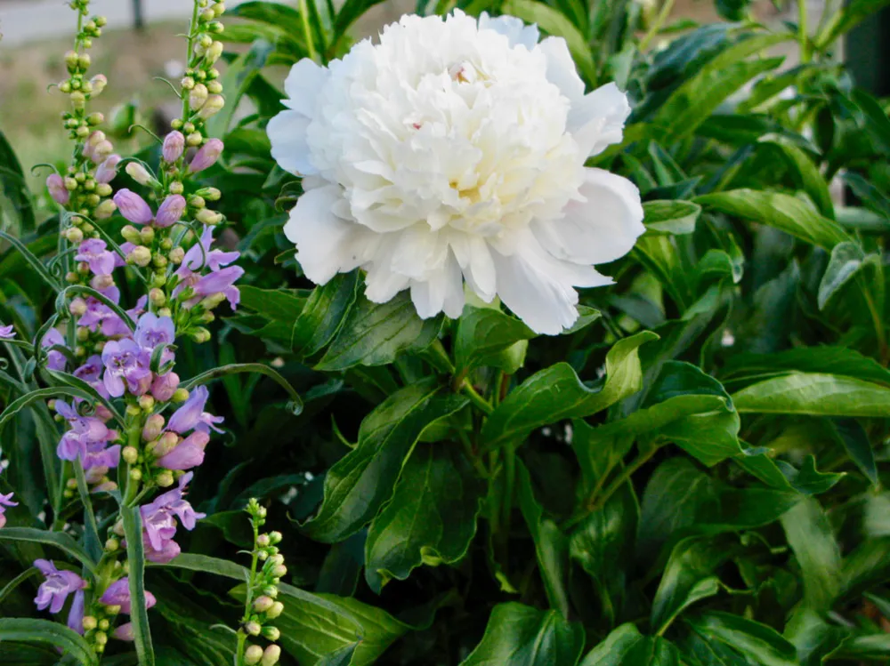 Hur vilda djur ser din trädgård (del 2, mat)