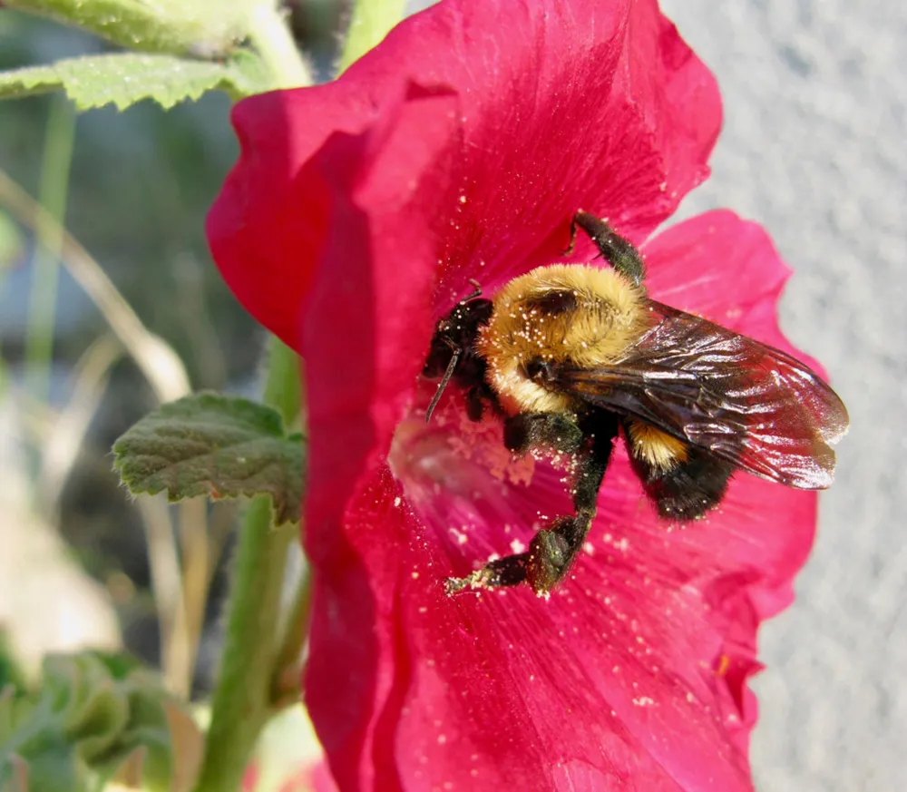 Hur vilda djur ser din trädgård (del 2, mat)