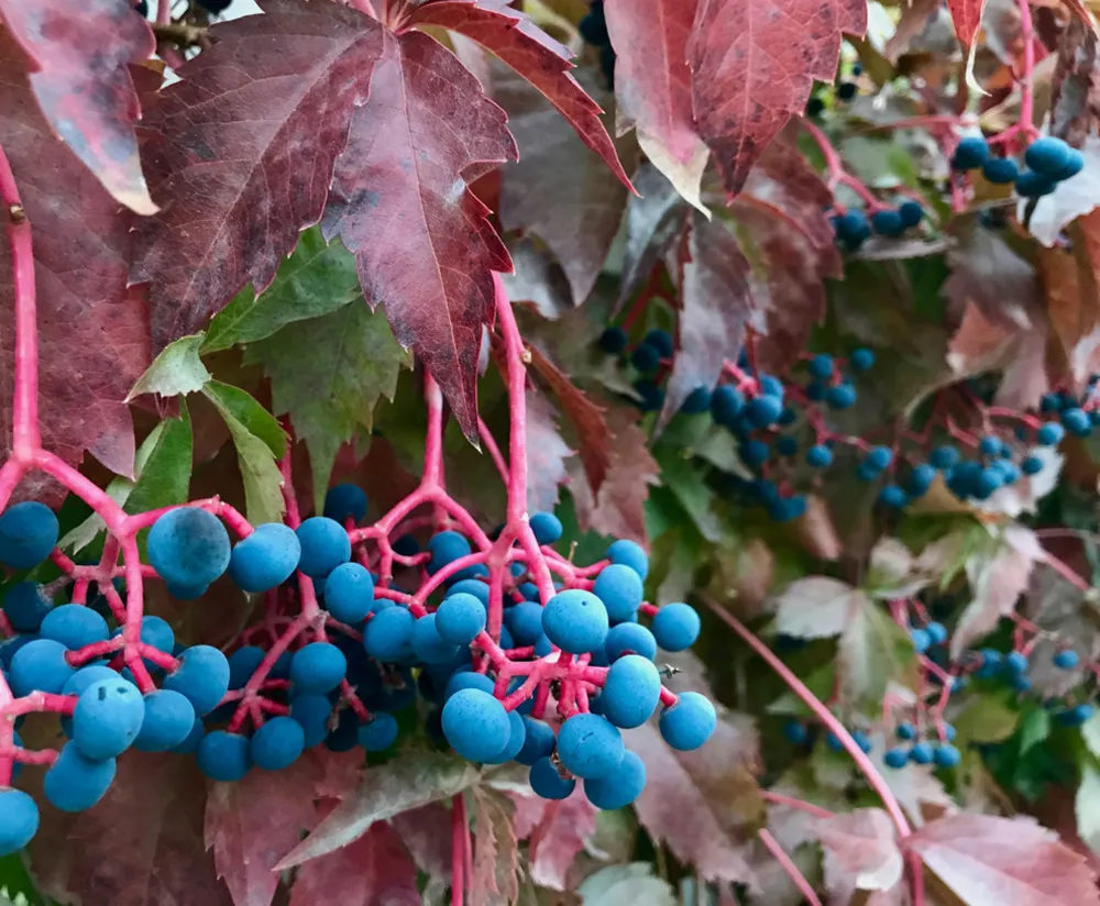 Hur vilda djur ser din trädgård (del 2, mat)