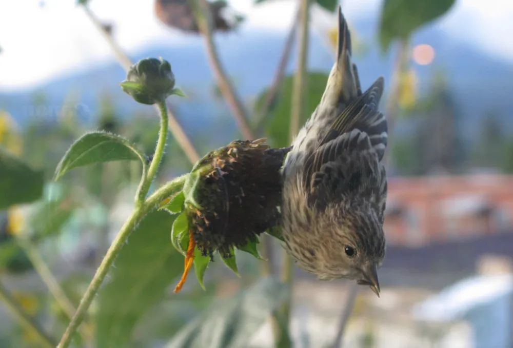 Hur vilda djur ser din trädgård (del 2, mat)