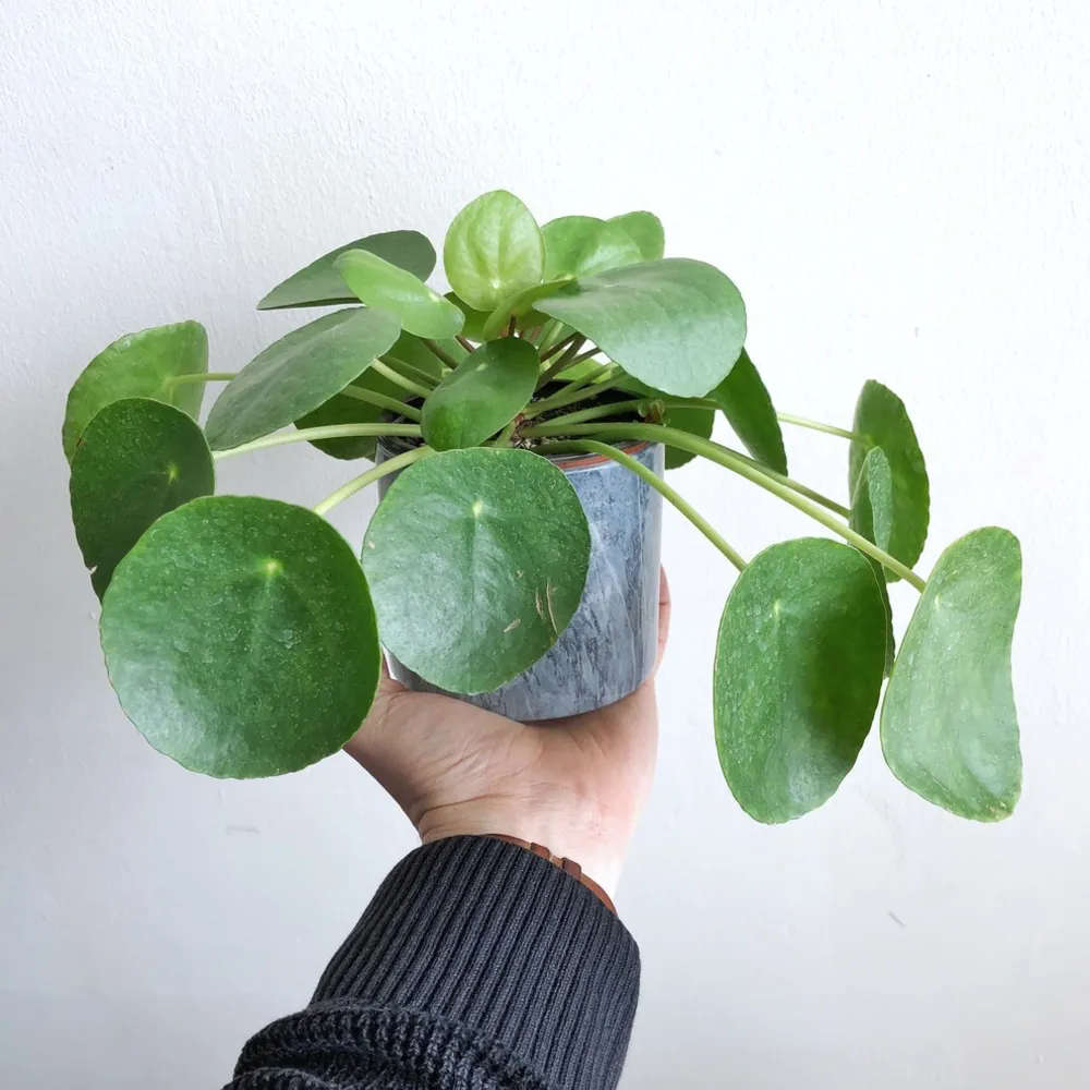 Pilea Peperomioides