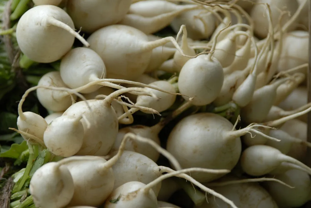 NYBG Bauernmarkt: Rüben