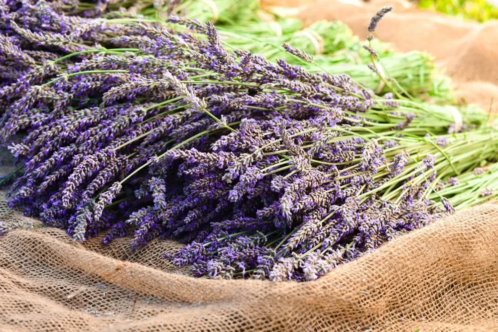 Cosecha de Lavanda para la Destilación de Aceites Esenciales Orgánicos y Biodinámicos