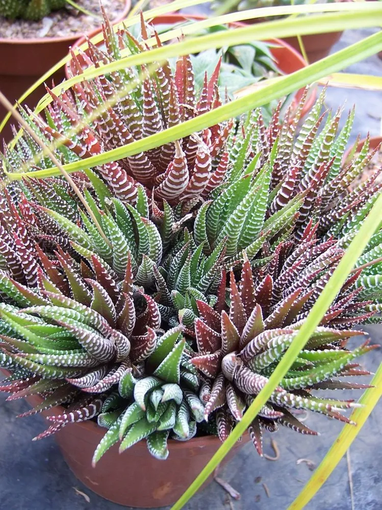 Winterbourne - Haworthia attenuata