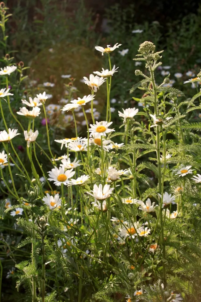 Highgate inngjerdet hage