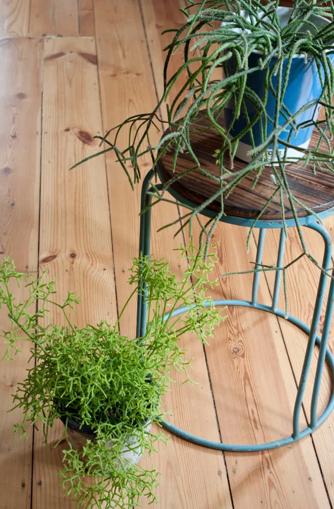 Rhipsalis baccifera ssp. horrida