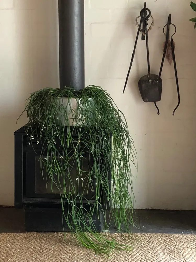 Сосредоточьтесь на рипсалисе — просто потрясающая группа висячих растений