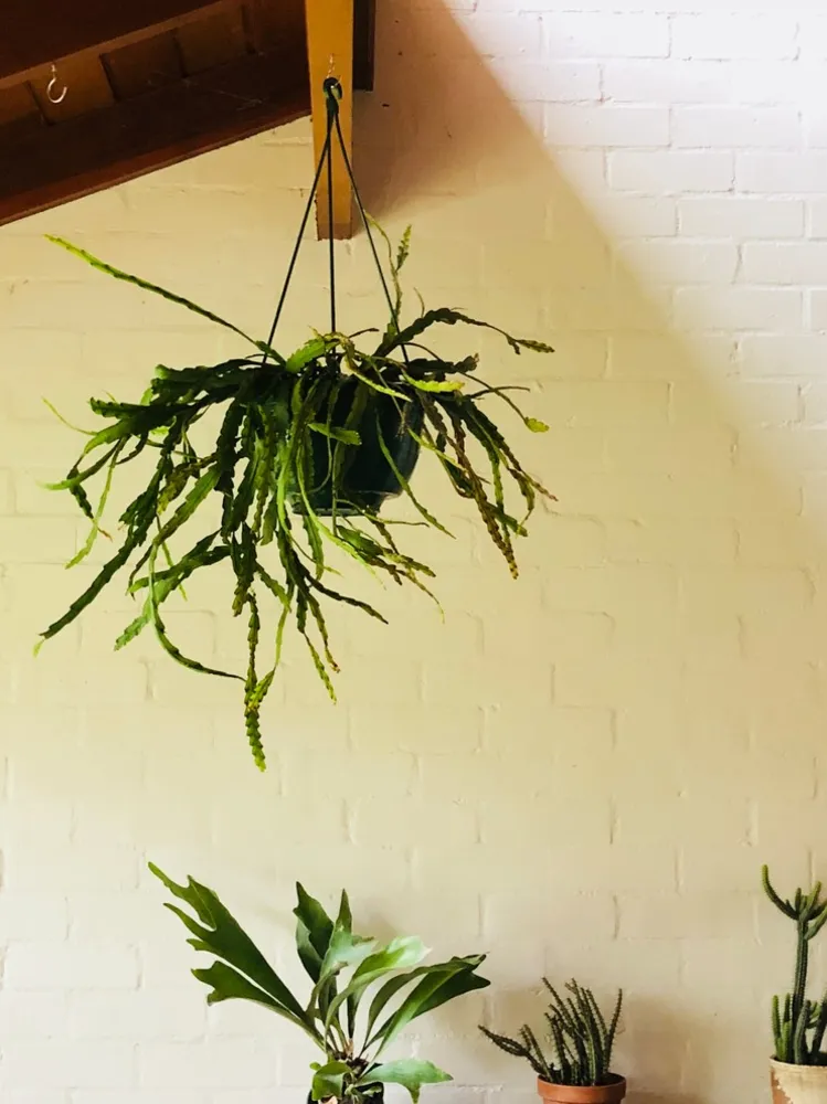 Сосредоточьтесь на рипсалисе — просто потрясающая группа висячих растений