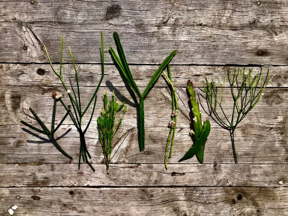 Сосредоточьтесь на рипсалисе — просто потрясающая группа висячих растений