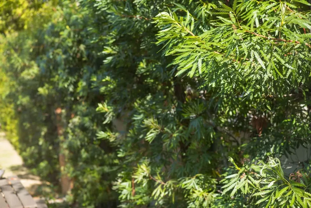 2018 Native Plant Garden Tour