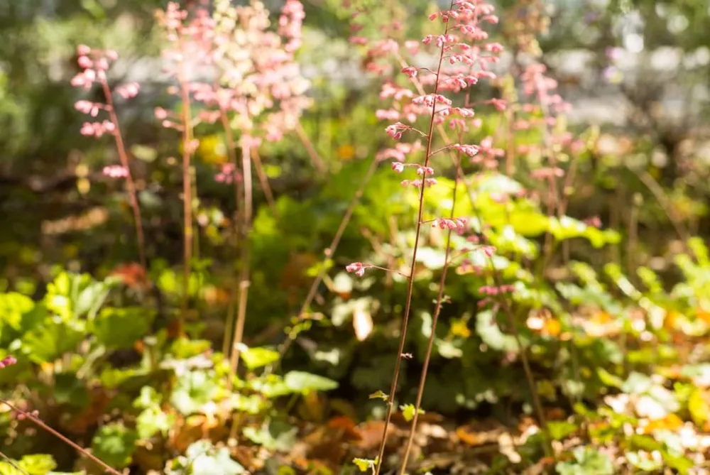 Tournée du jardin des plantes indigènes 2018